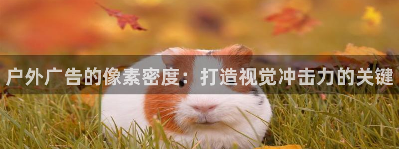 杏宇平台总代理电话
